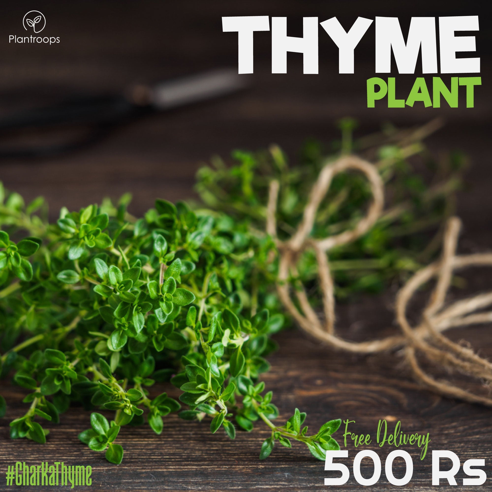 Thyme Plant