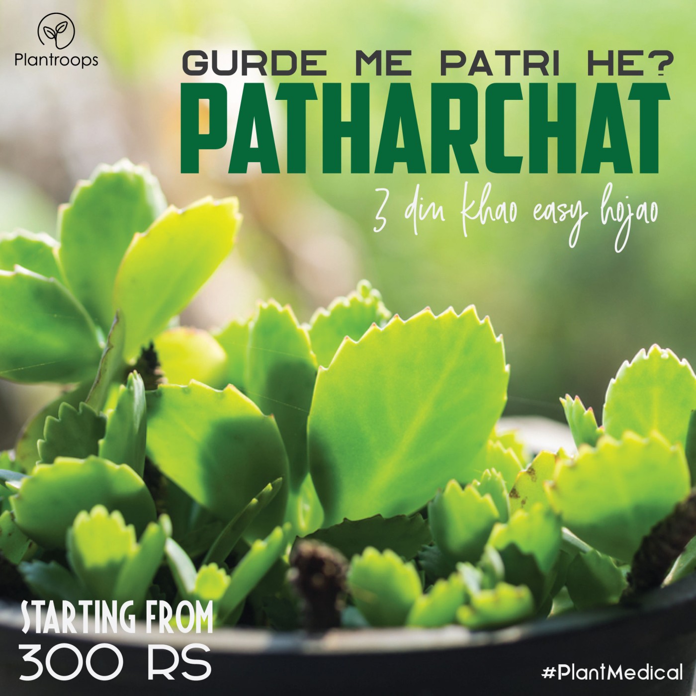 Patharchatta Plant