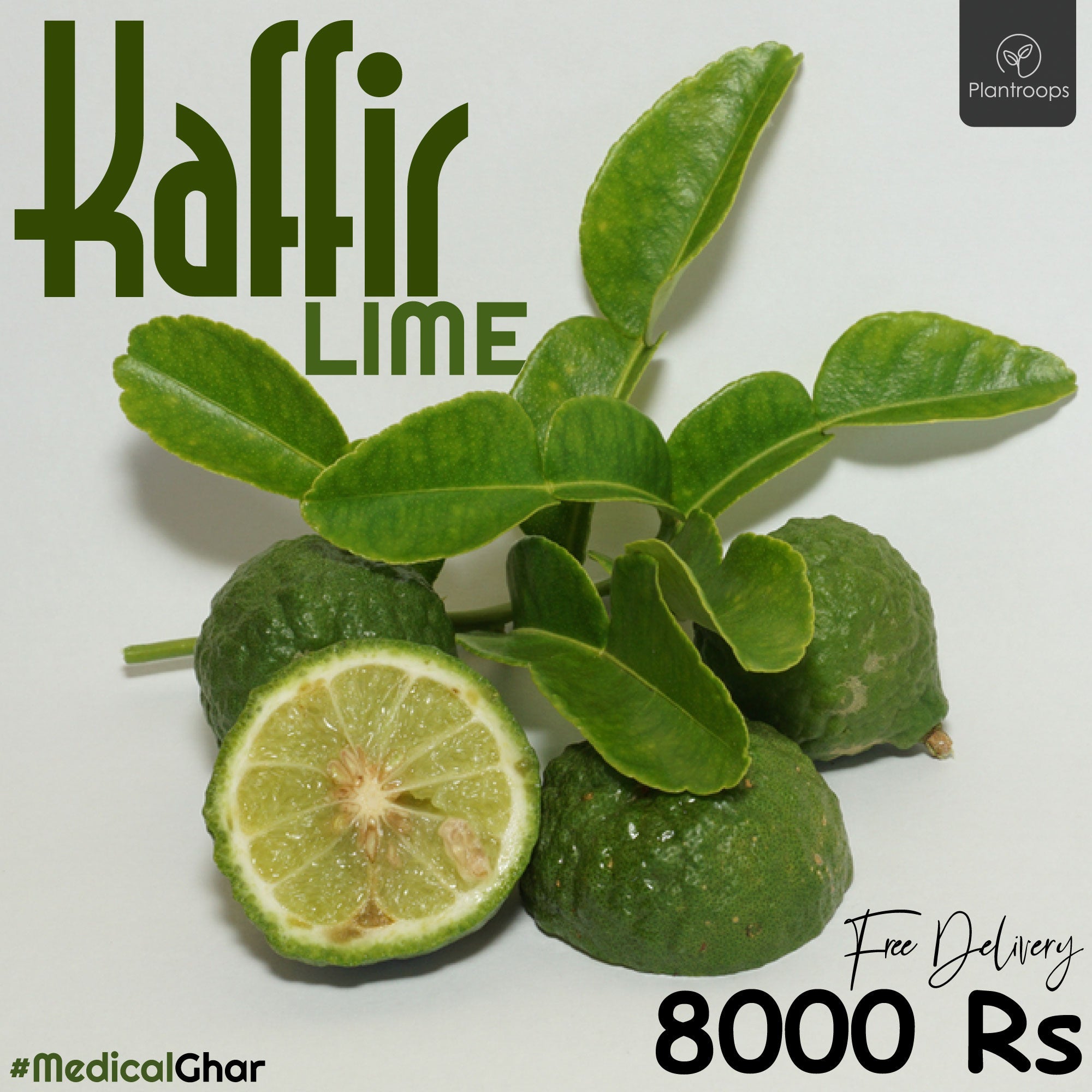 Kaffir Lime Plant