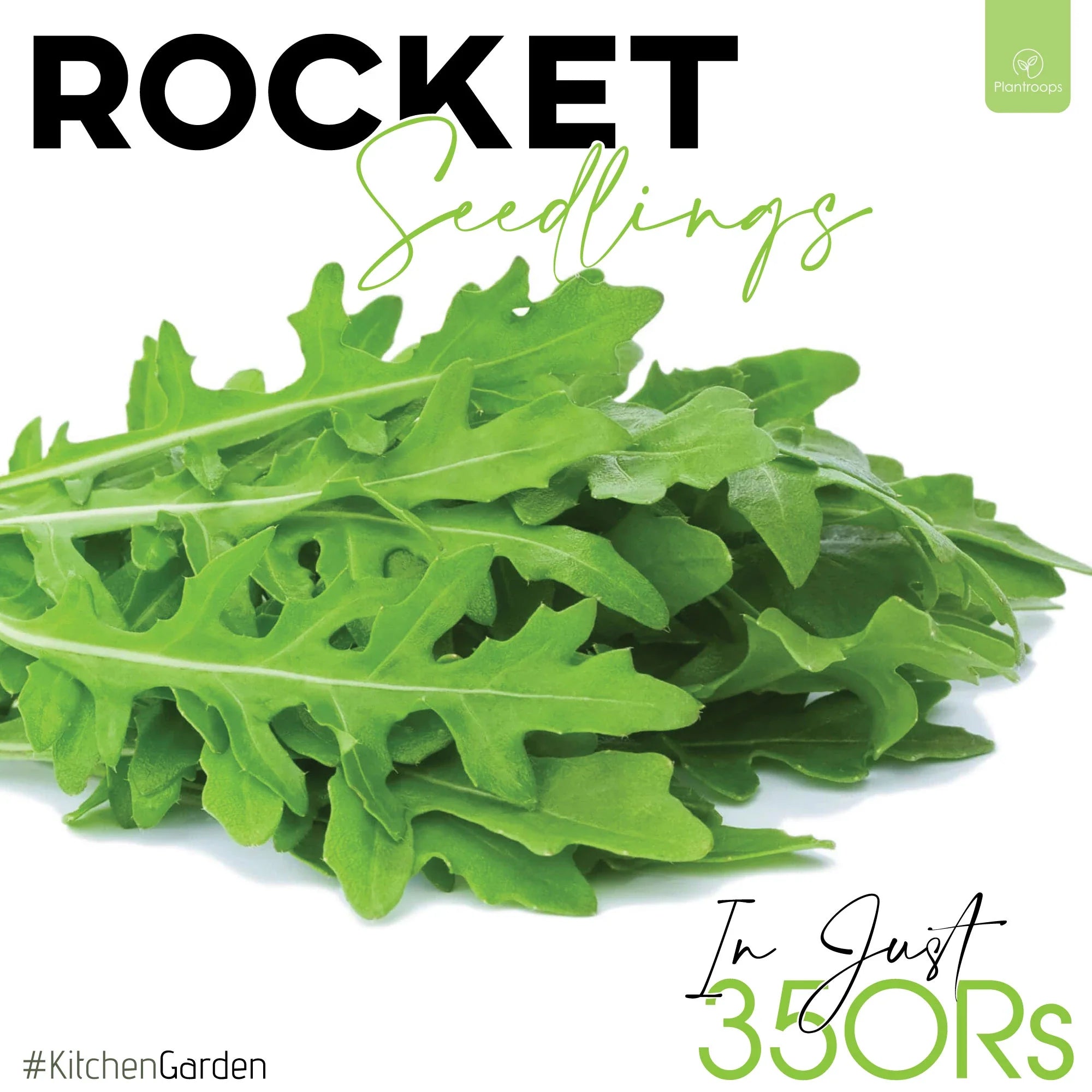 Rocket Seedlings / Paneeri