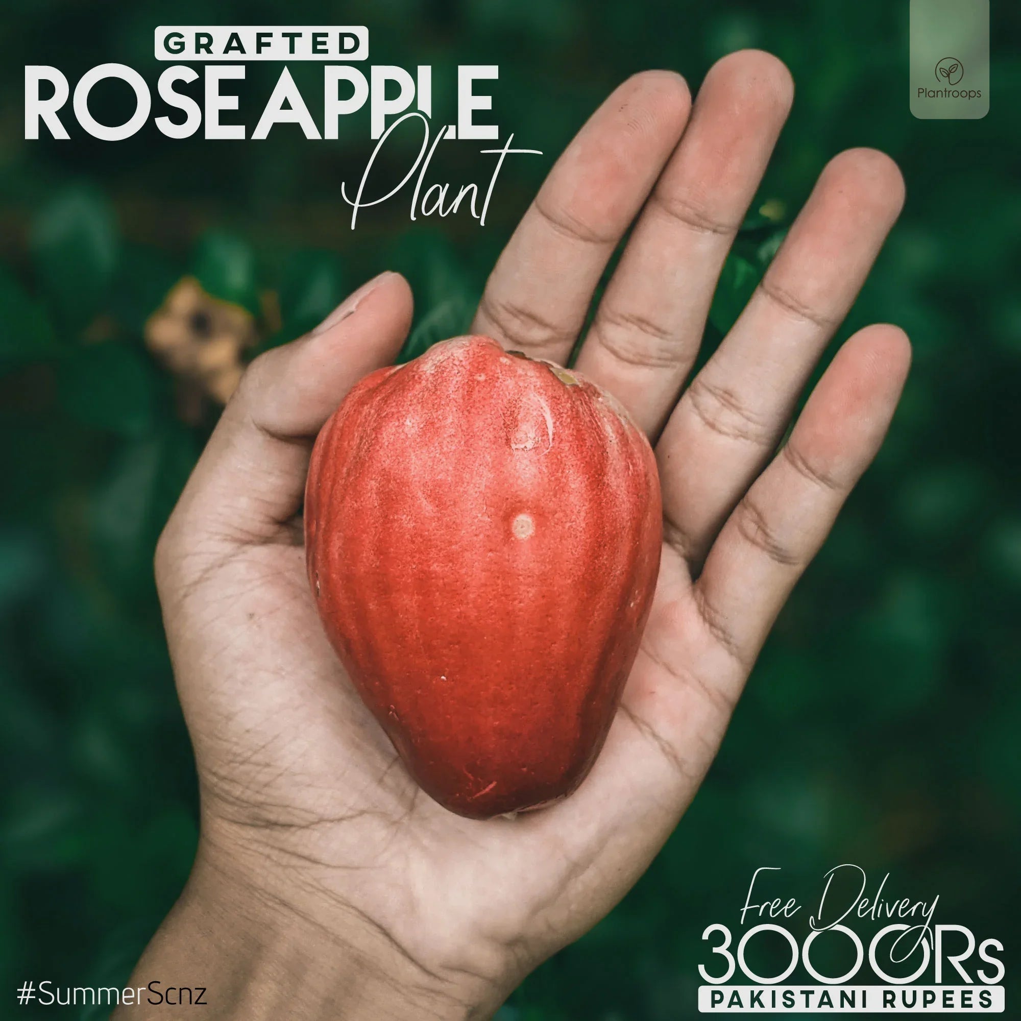 Rose apple Plant || Plum rose Plant || Wax apple Plant || Java apple P ...