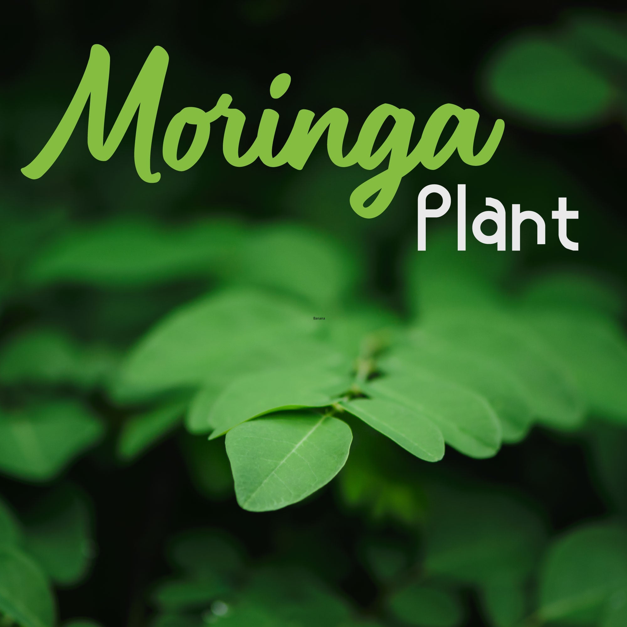 Sohanjna / Moringa Plant