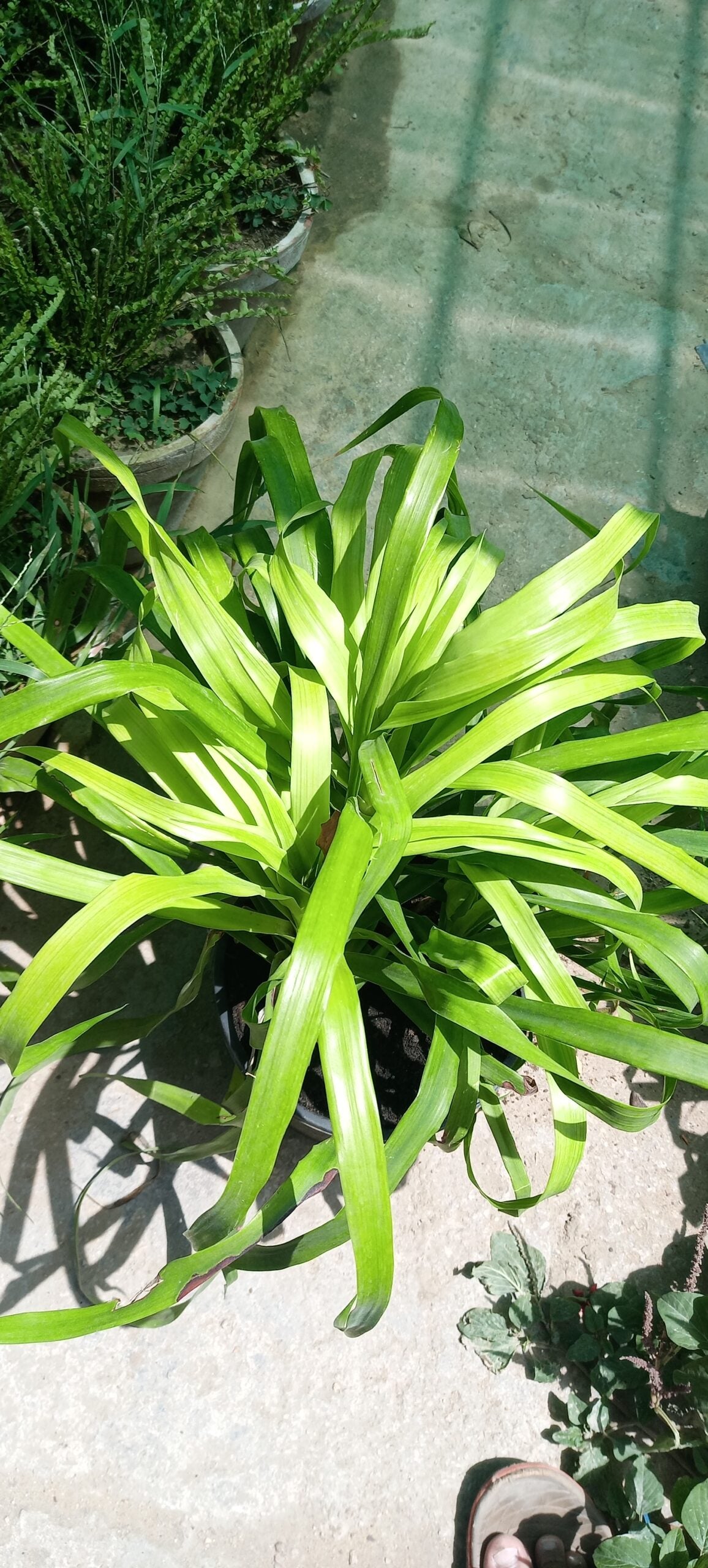 Pianta Spider SPIDER PLANT – Plantroops