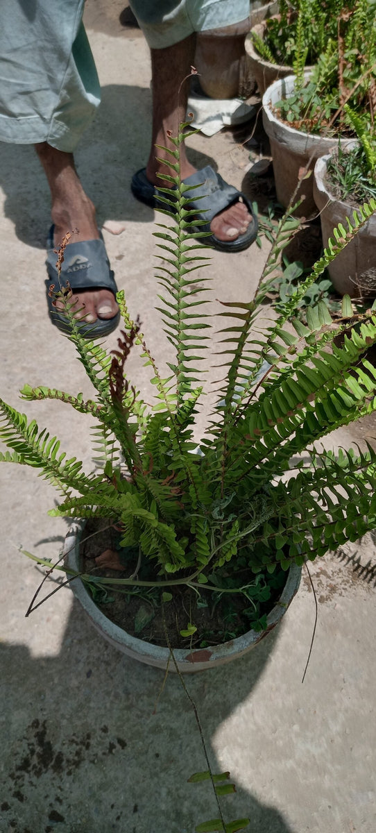 Boston fern || Sword Fern – Plantroops