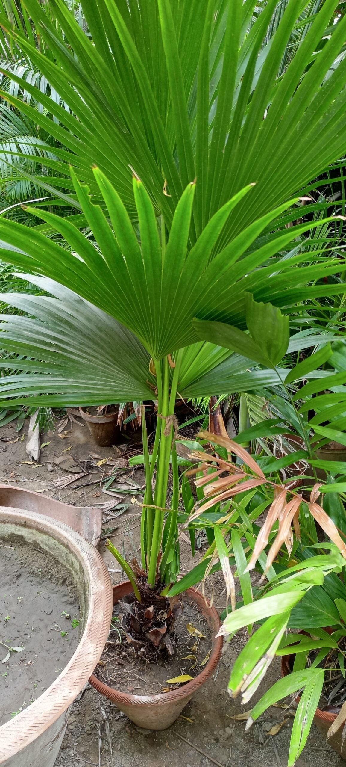 TABLE PALM