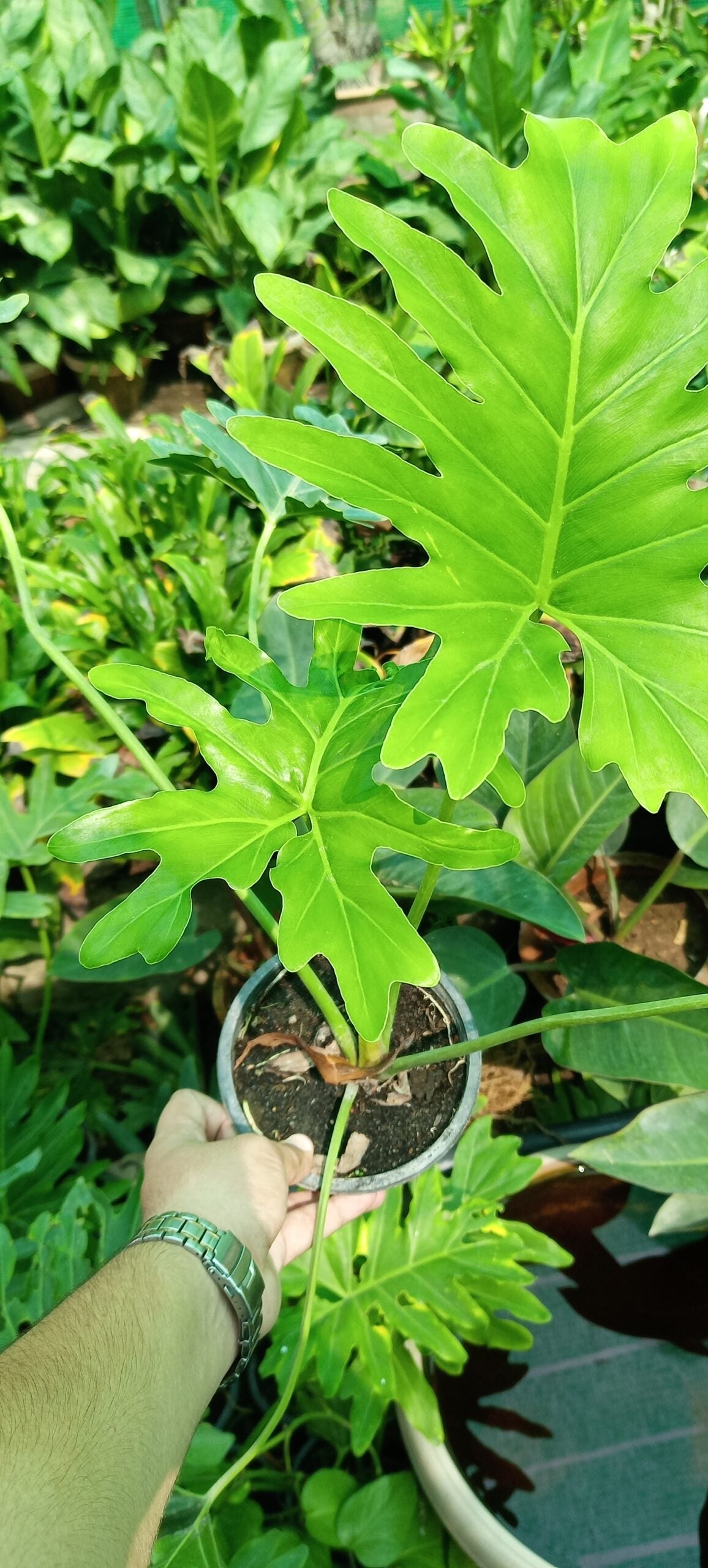 TREE PHILODENDRON