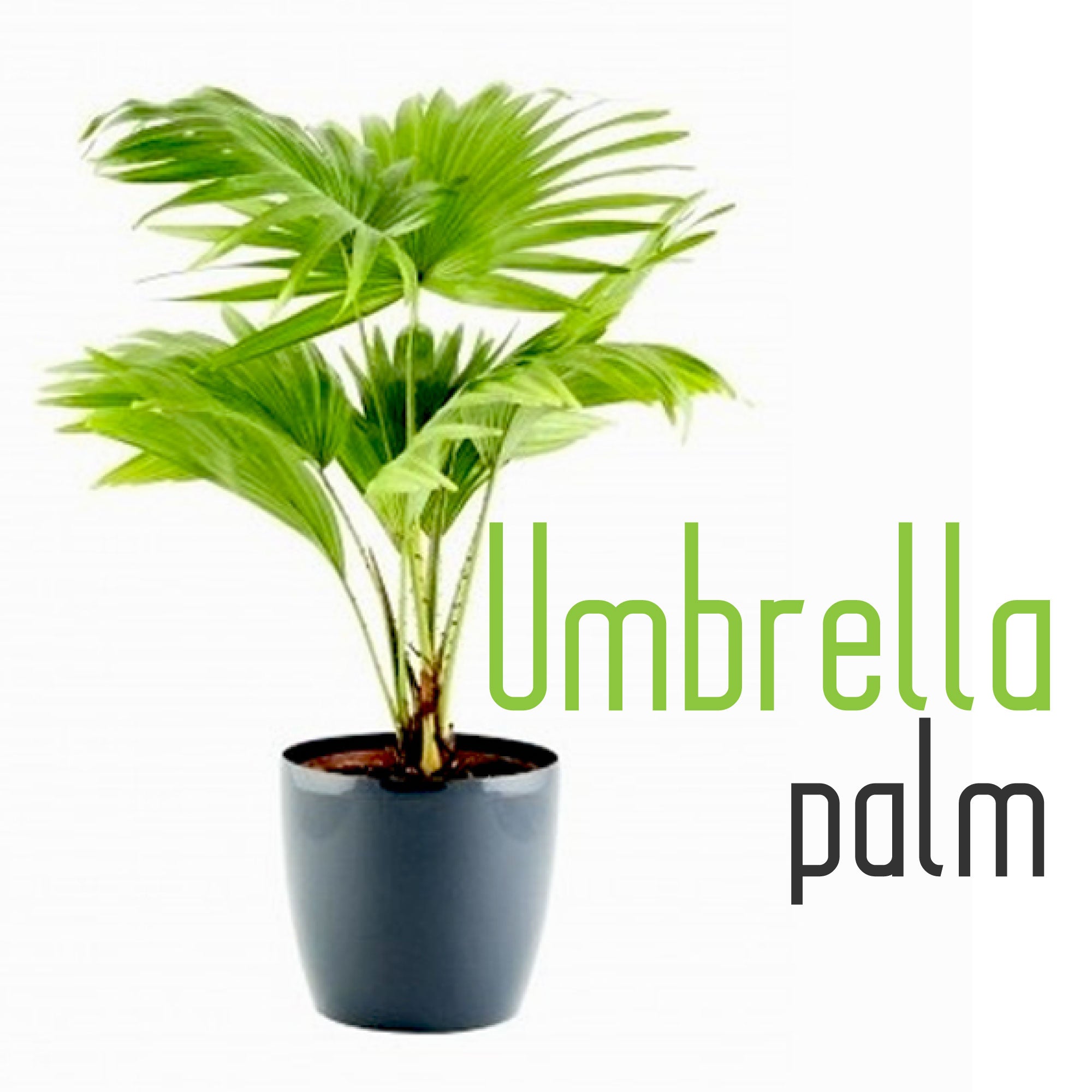 Umbrella Palm – Plantroops