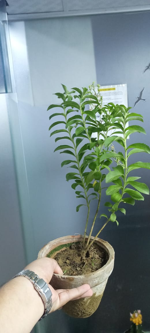 Sweet Leaf Plant