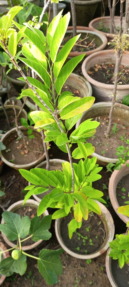 Pink Annona Custard Apple Plant