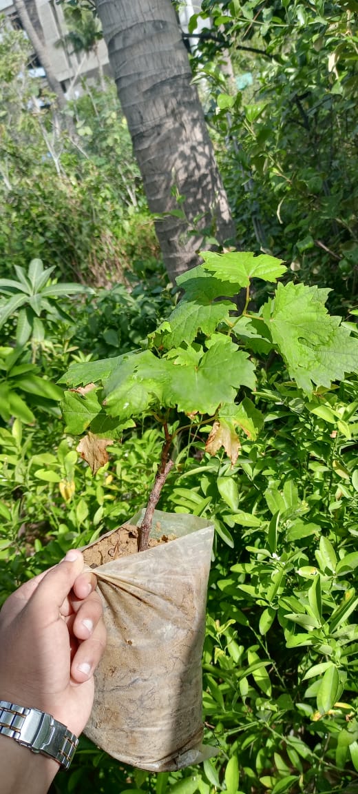 Pakistani Green Angoor Plant