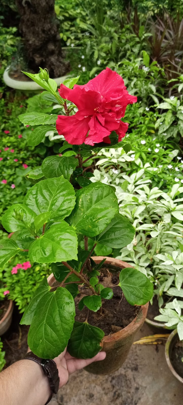 Chinese Rose