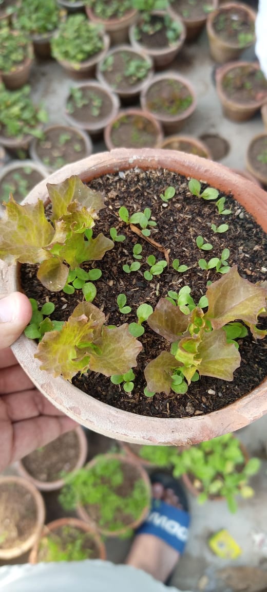 Parsley Seedlings / Paneeri