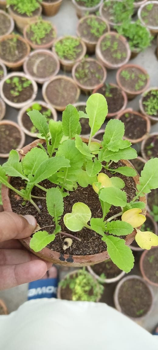 Green lettuce Seedlings / Paneeri