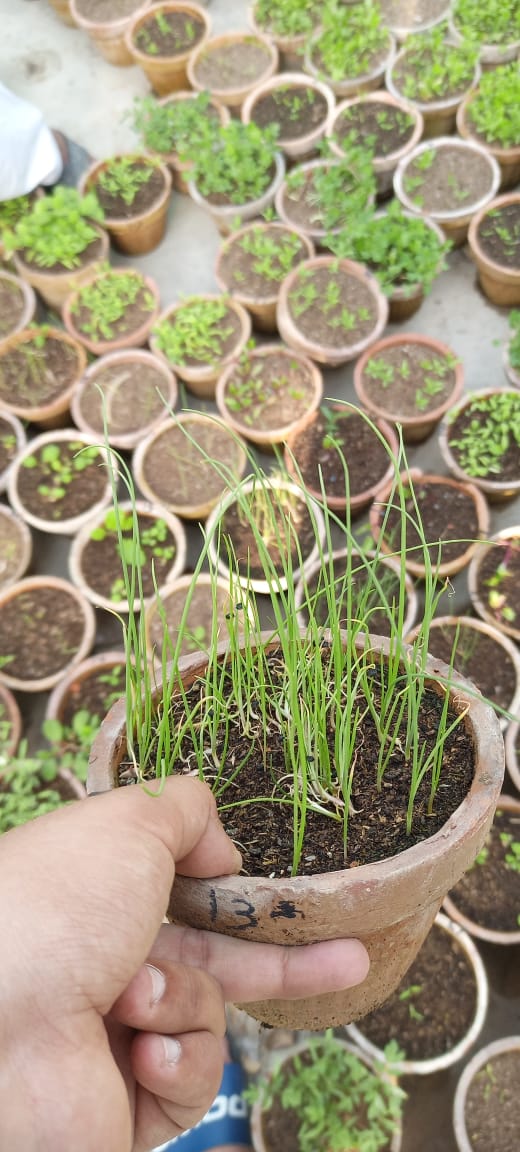 Red Mooli Seedlings / Paneeri