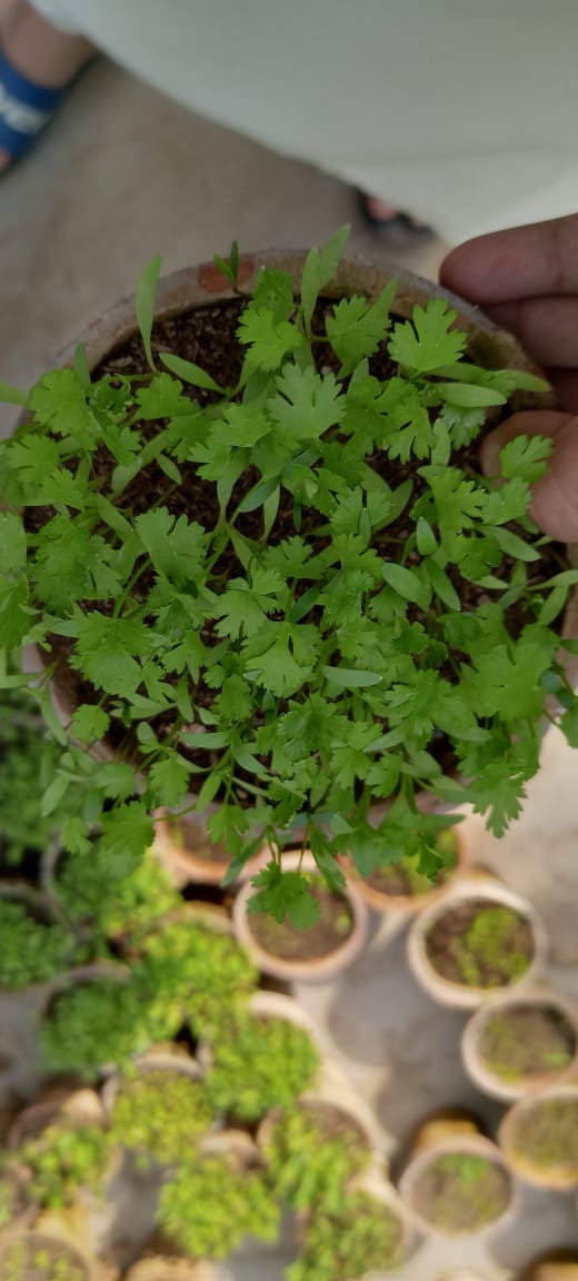 Red lettuce Seedlings / Paneeri