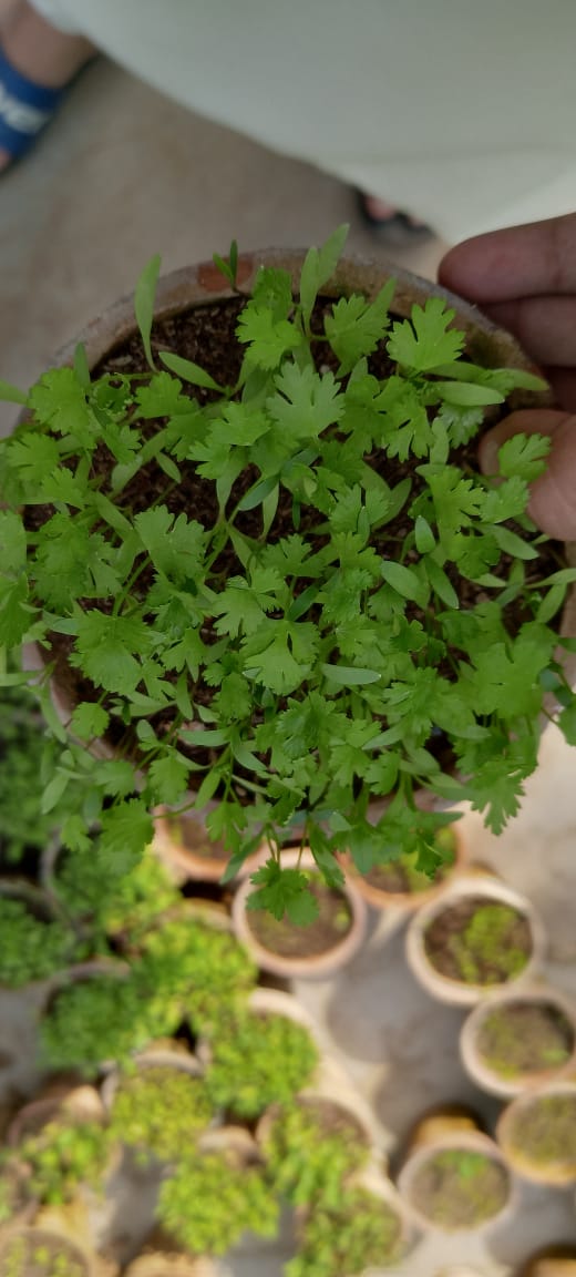 Green lettuce Seedlings / Paneeri