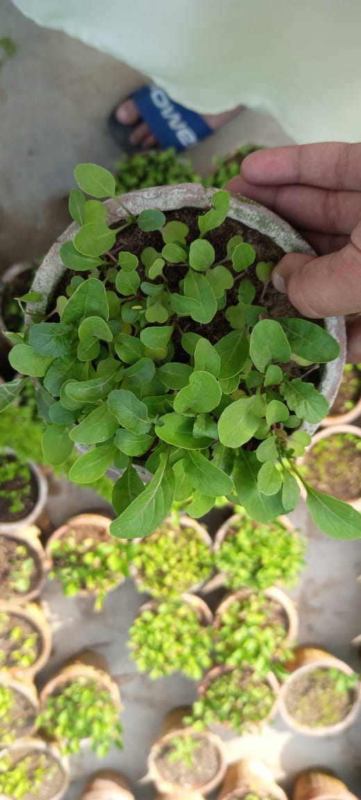 Bhindi Seedlings / Paneeri