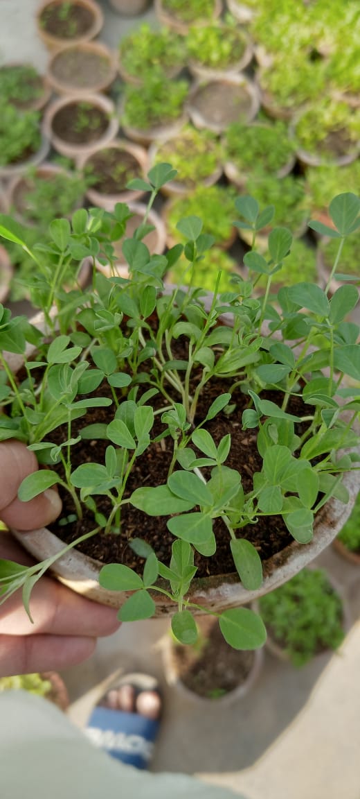Green lettuce Seedlings / Paneeri