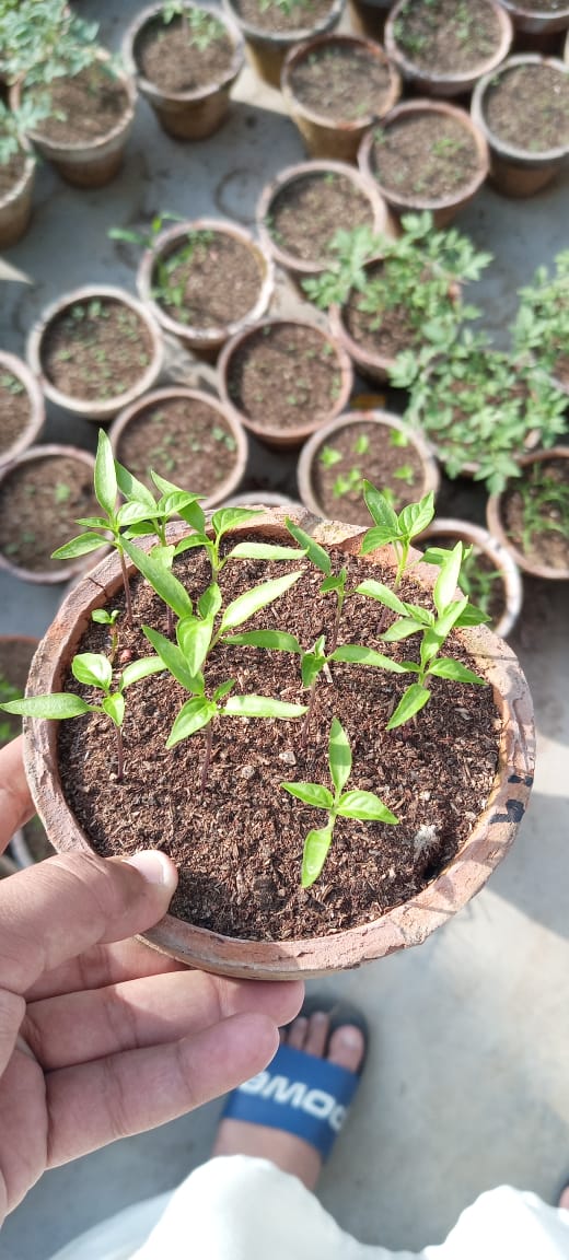 Tomato Seedlings / Paneeri