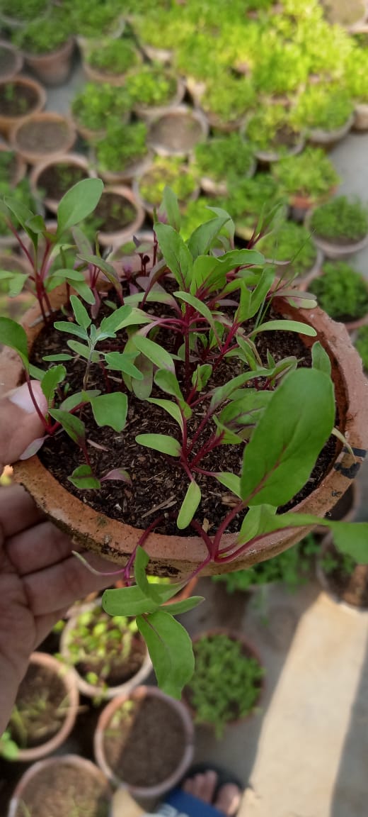Red lettuce Seedlings / Paneeri