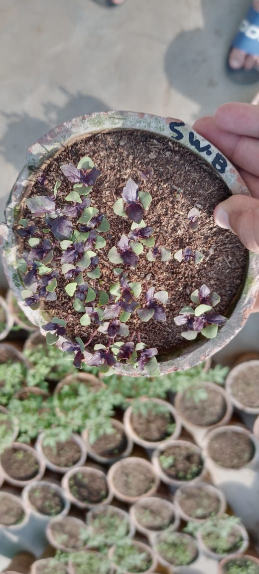 White mooli Seedlings / Paneeri