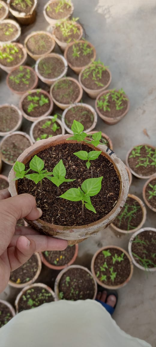 Thyme Seedlings / Paneeri