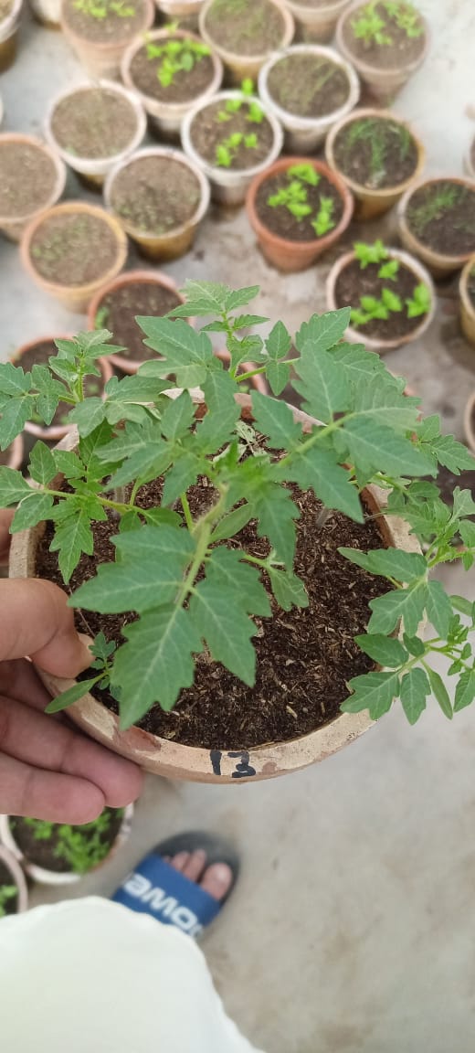 Red Mooli Seedlings / Paneeri