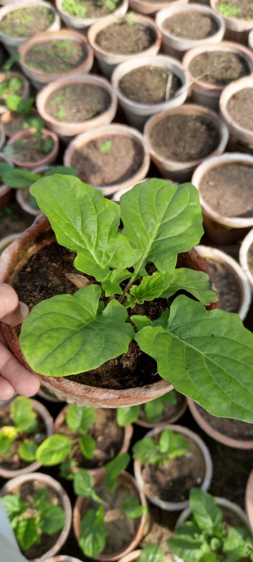 Celery Seedlings / Paneeri