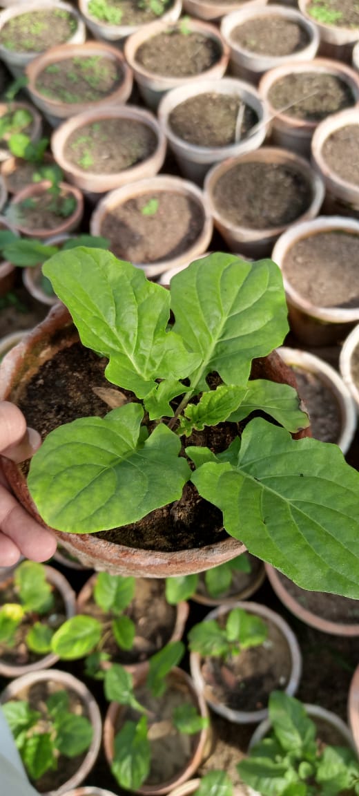Thyme Seedlings / Paneeri