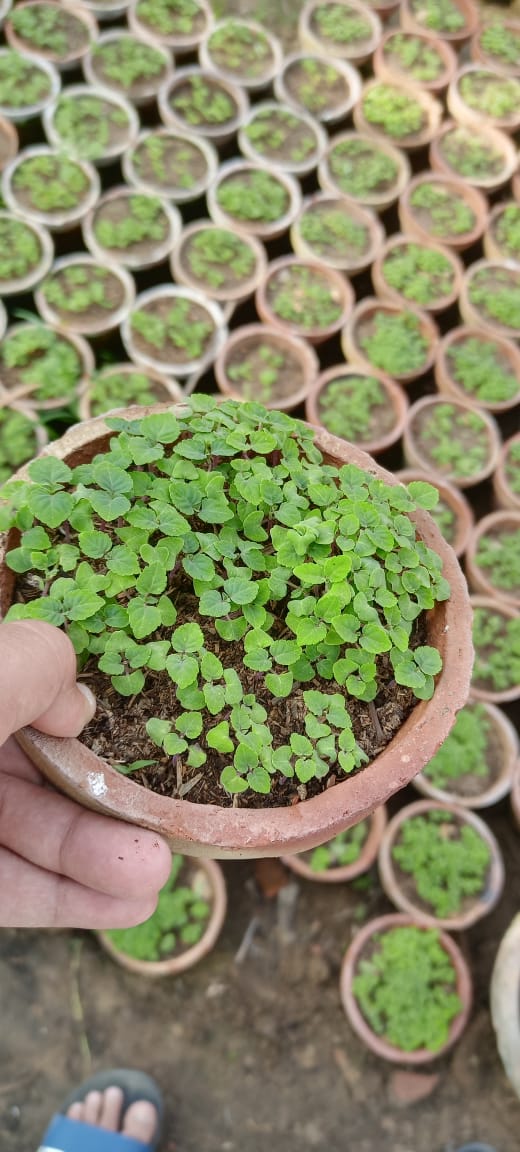 Green lettuce Seedlings / Paneeri