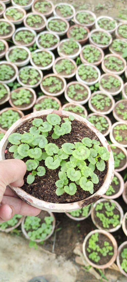 Green lettuce Seedlings / Paneeri