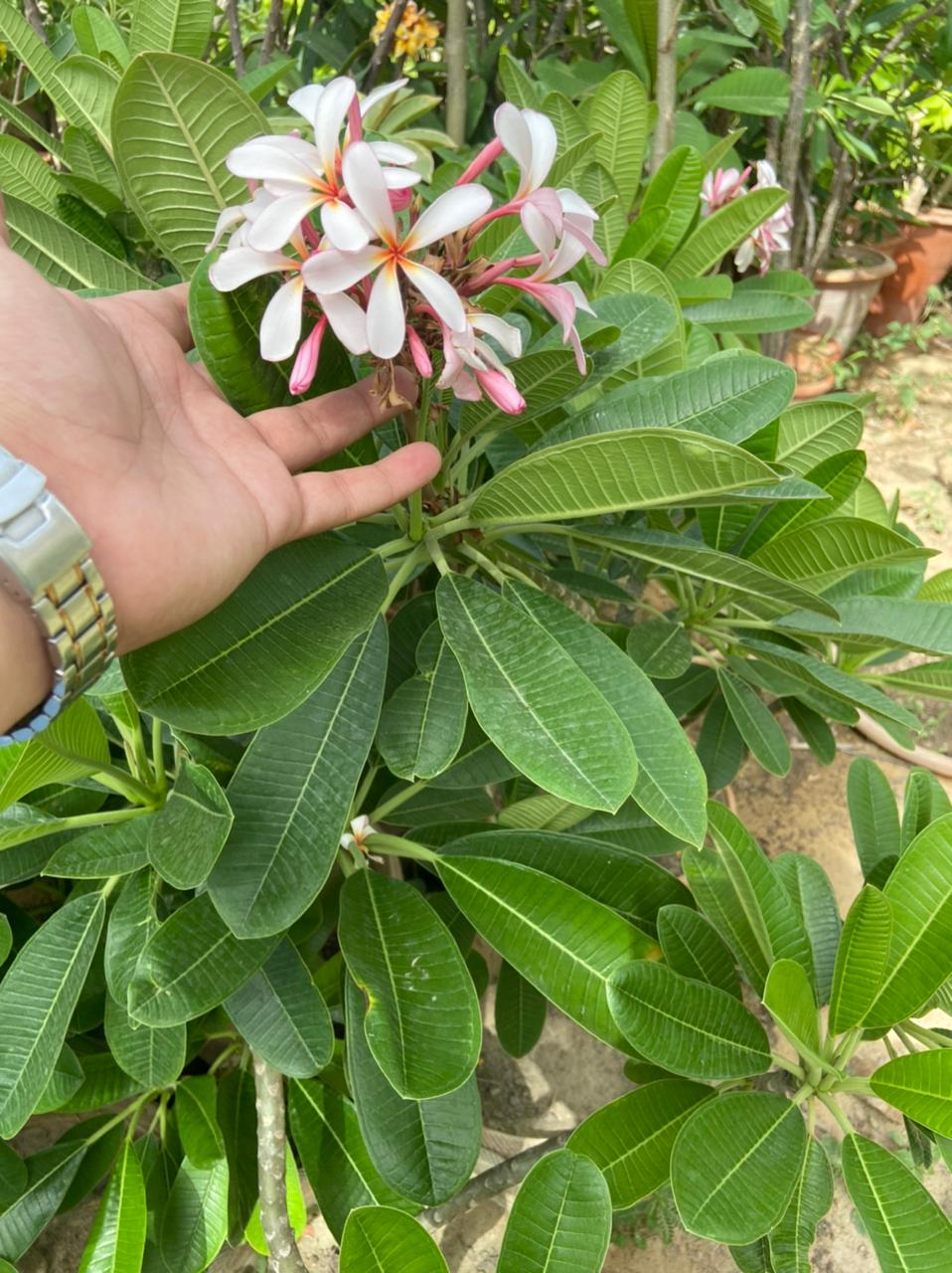 PINK - WHITE CHAMPA / PLUMERIA FLOWER PLANT