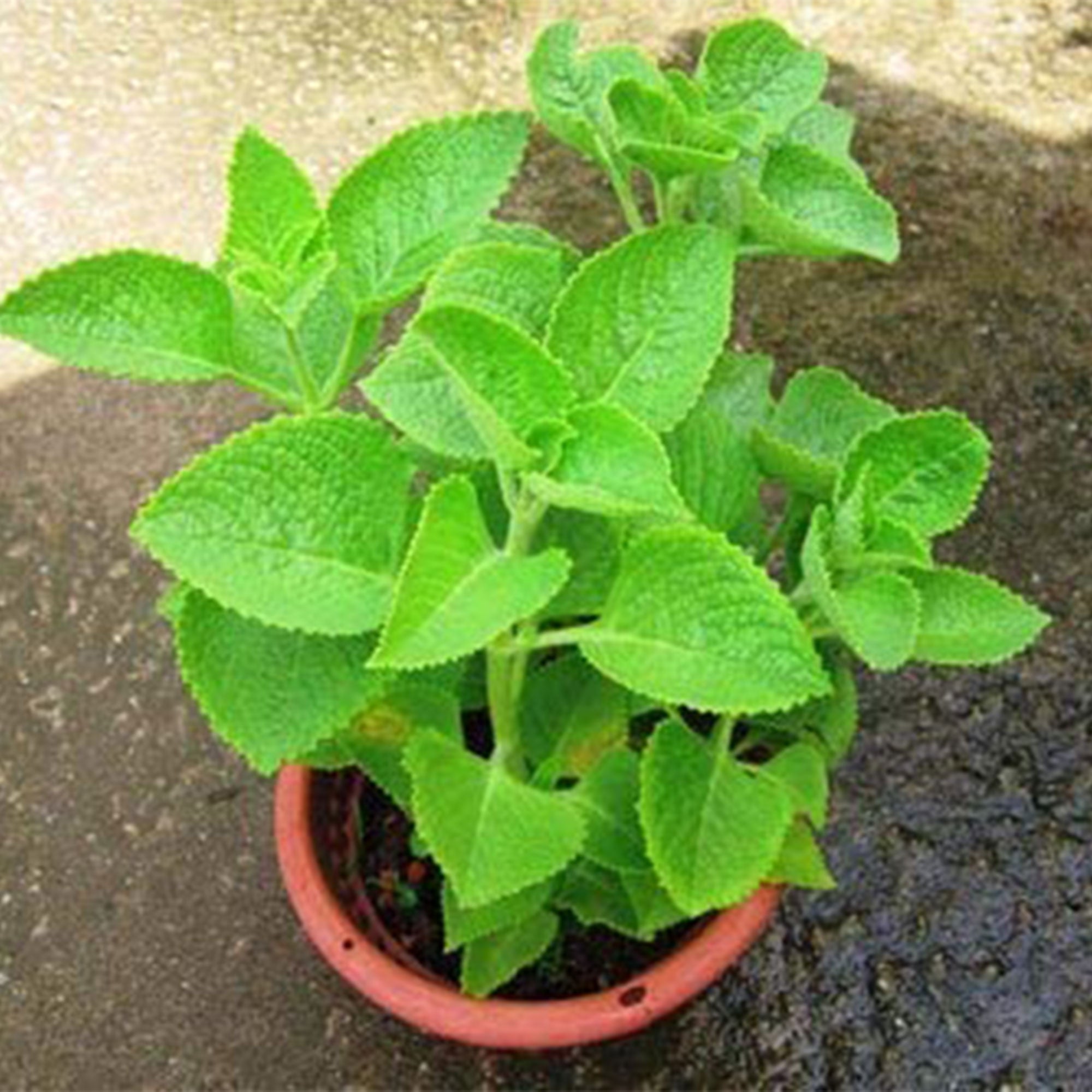 ajwain plant indoor or outdoor Fresh Ajwain Plant | Aromatic Herb for Your Home