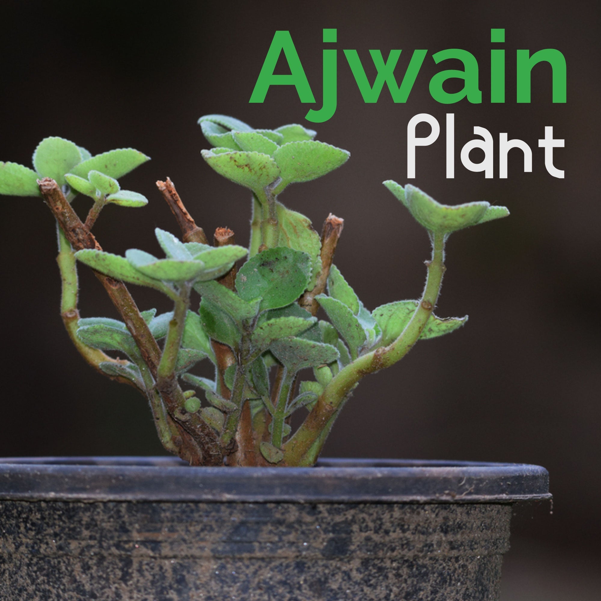 Ajwain Plant