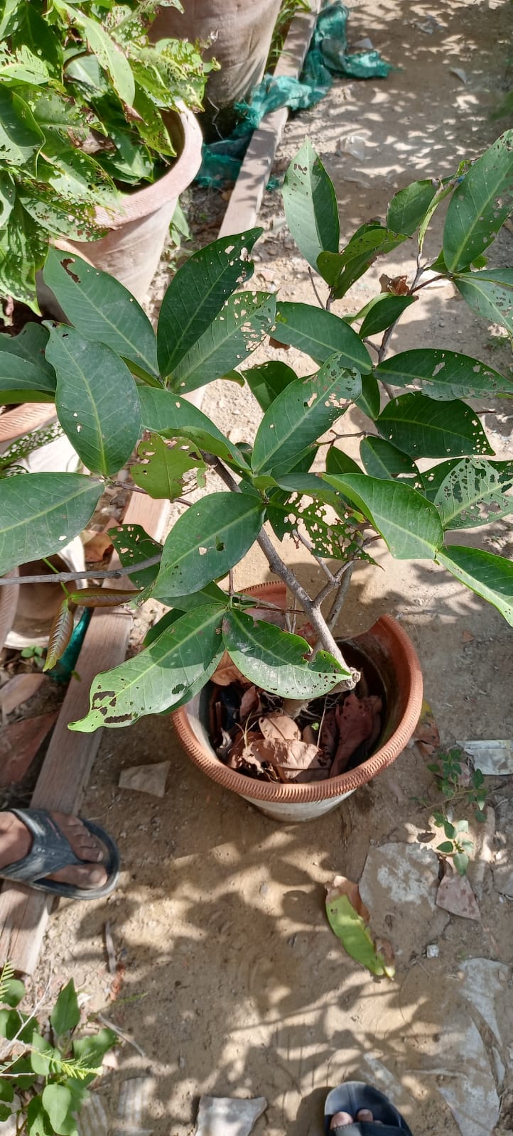 Java apple Plant