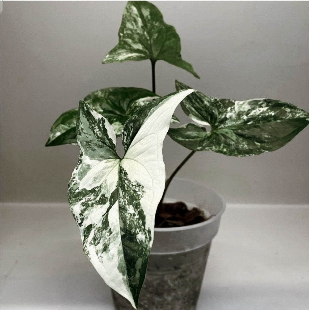 Albo-Variegated Syngonium plant