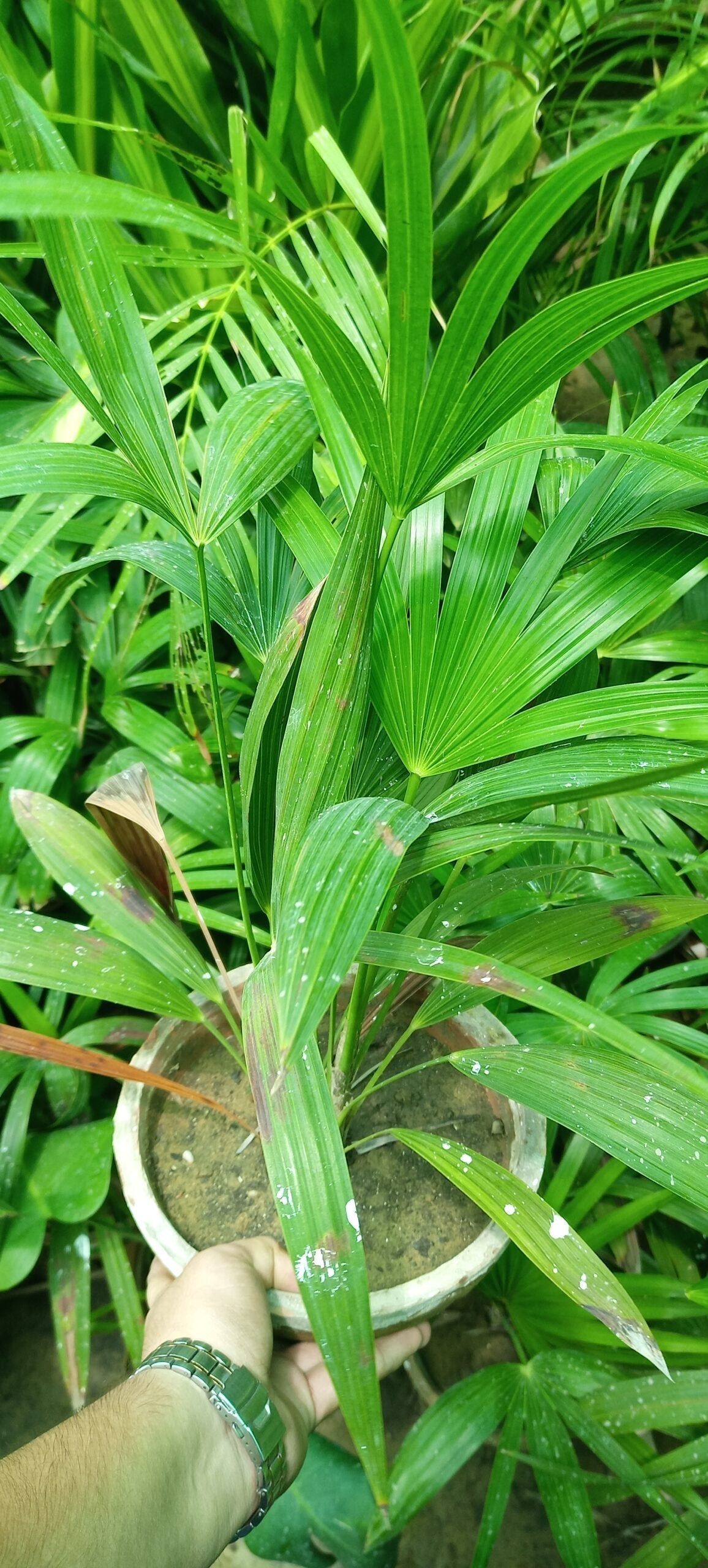 china palm plant CHINA PALM – Plantroops