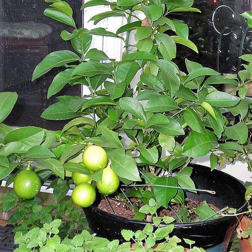 Desi China Lemon Plant